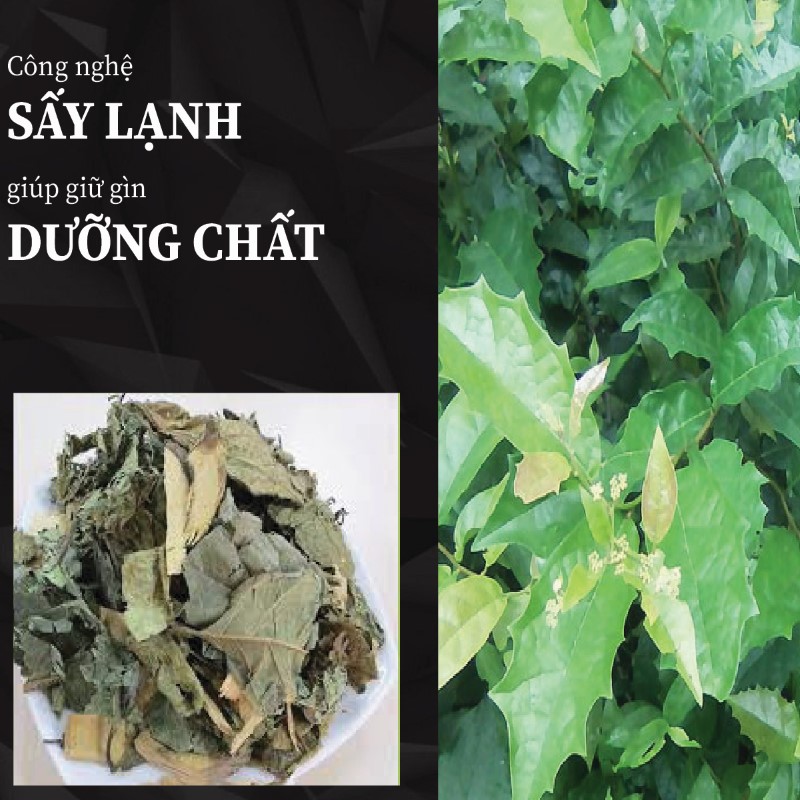 Trà túi lọc xạ đen sấy khô giá rẻ tại THAPHACO