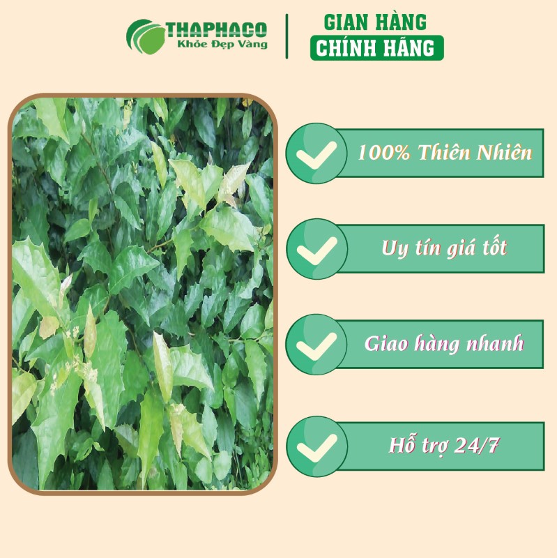 Giá bán trà túi lọc xạ đen tại TP.HCM