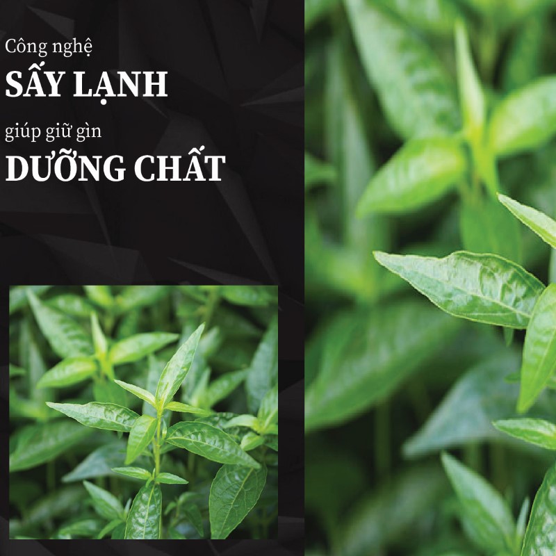 Trà túi lọc xuyên tâm liên sấy khô giá rẻ tại THAPHACO