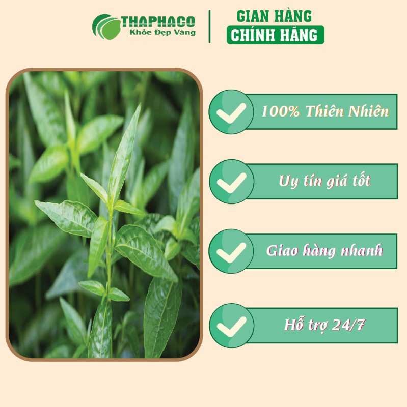 Giá bán trà túi lọc xuyên tâm liên tại TP.HCM