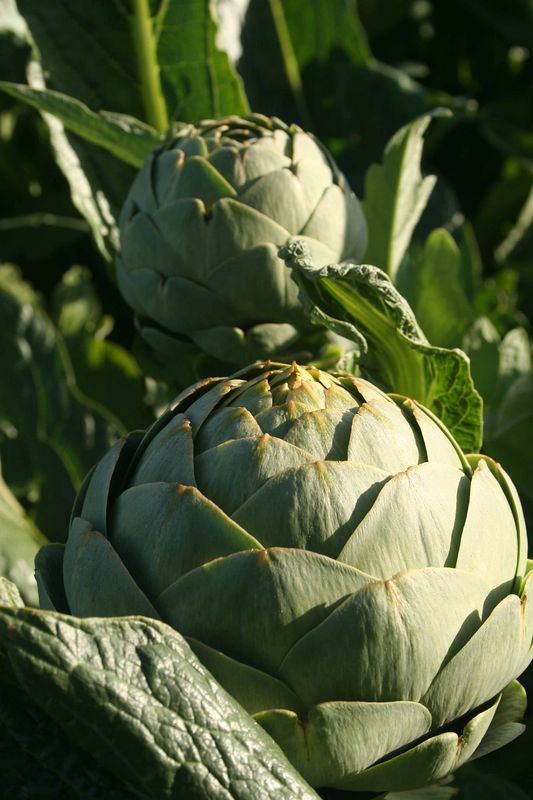 Trà hoa atiso Đà Lạt phù hợp với những ai?