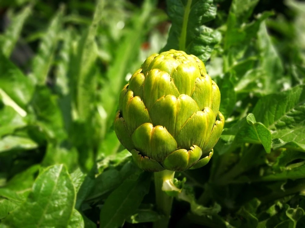 Lý do người Việt Nam chuộng trà hoa atiso Đà Lạt