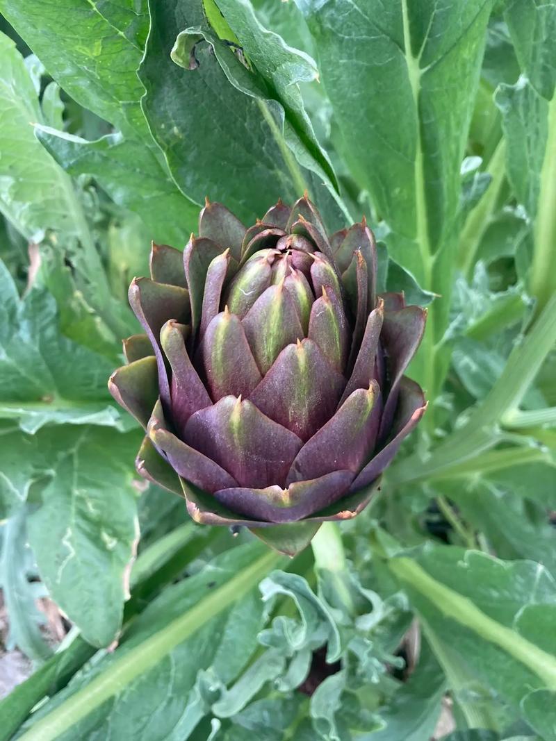 Công thức pha trà hoa atiso Đà Lạt ngon