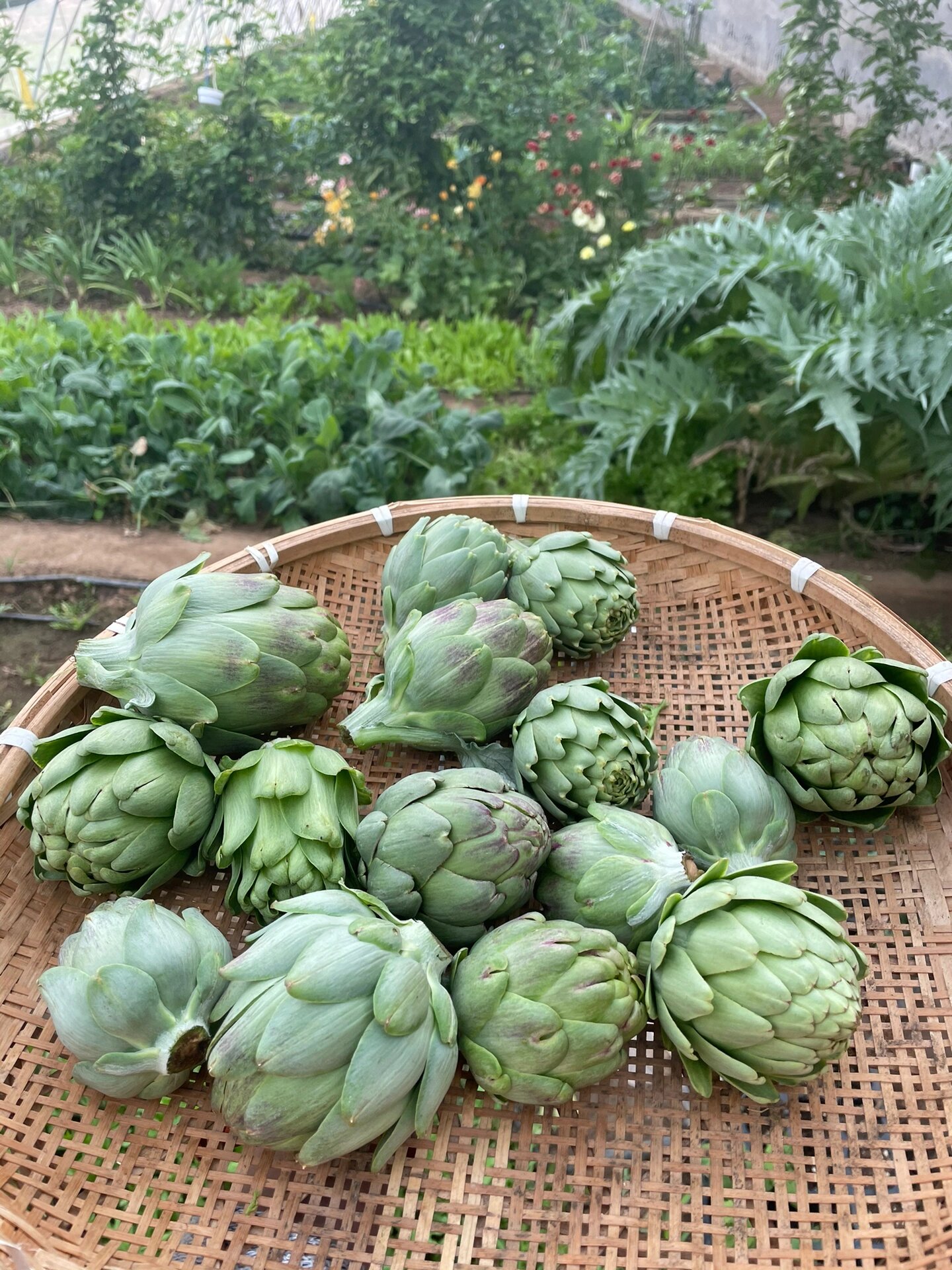 Hoa atiso Đà Lạt giúp thanh nhiệt, giải độc cơ thể