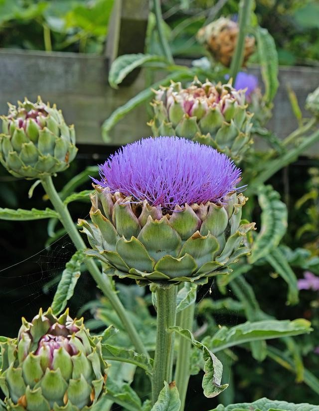 Ba bước pha trà hoa atiso Đà Lạt chuẩn