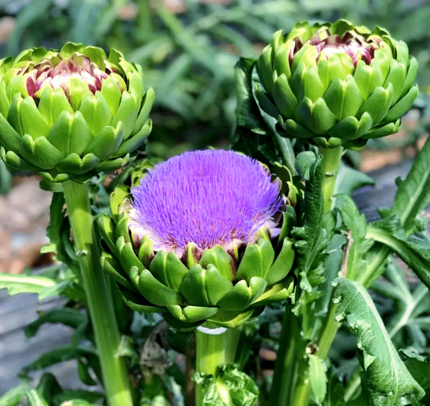 Cách pha trà hoa atiso Đà Lạt ngon, chuẩn vị