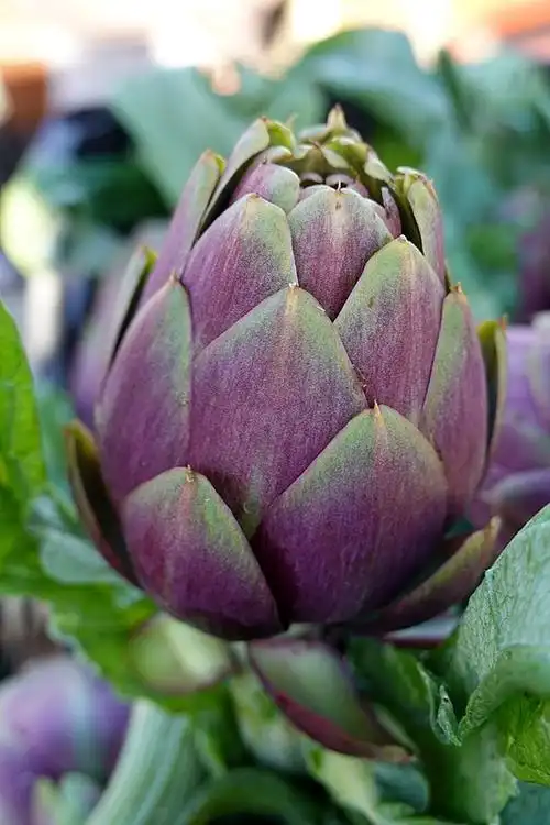 Hoa atiso Đà Lạt nguyên liệu pha trà ngon