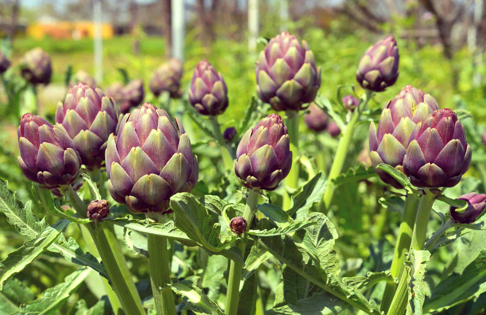 Địa chỉ bán hoa atiso Đà Lạt uy tín tại TP.HCM