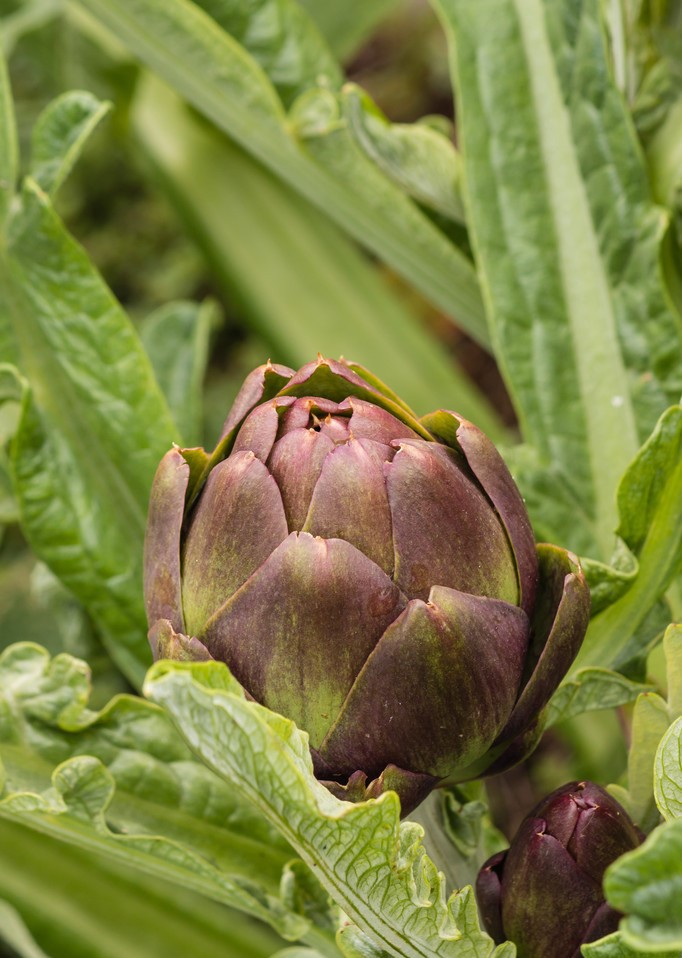 Bức tranh ngày mùa hoa atiso Đà Lạt