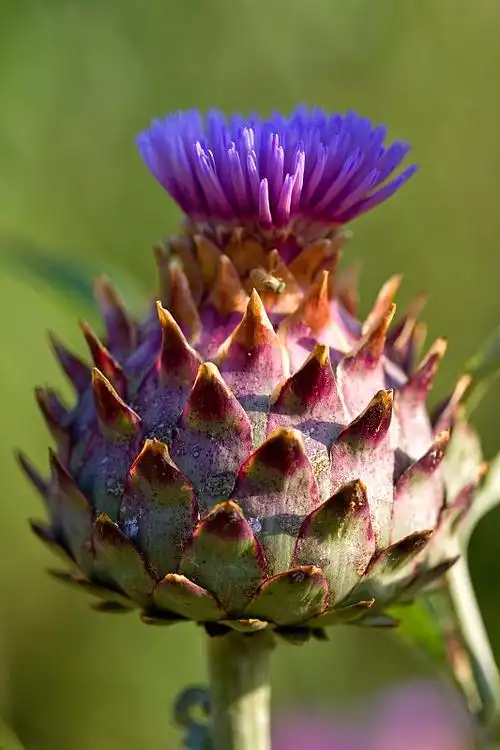 Thời điểm hoa atiso Đà Lạt nở rộ