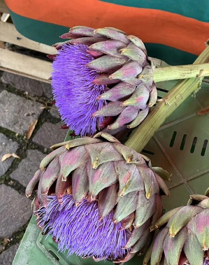 Mùa hoa atiso Đà Lạt