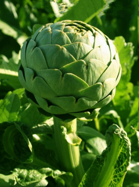 Hoa atiso Đà Lạt có tác dụng hỗ trợ hệ tiêu hoá