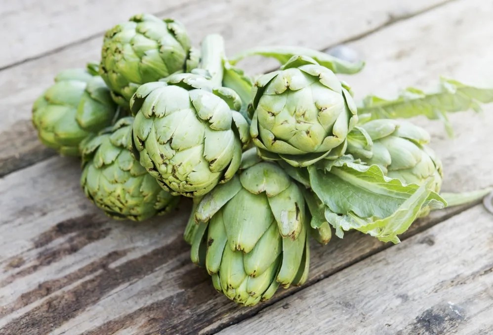 Hoa atiso Đà Lạt khác gì với hoa atiso đỏ