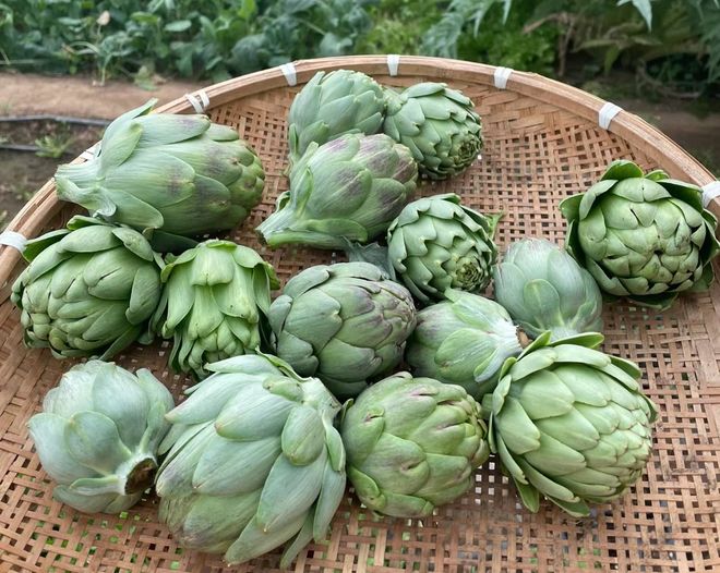 Hoa atiso Đà Lạt có tác dụng gì