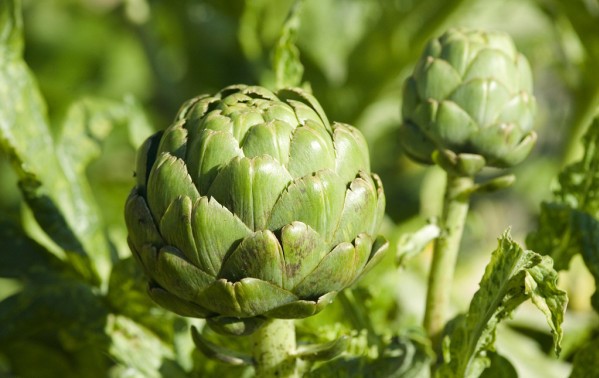 Ai không nên sử dụng trà hoa atiso Đà Lạt