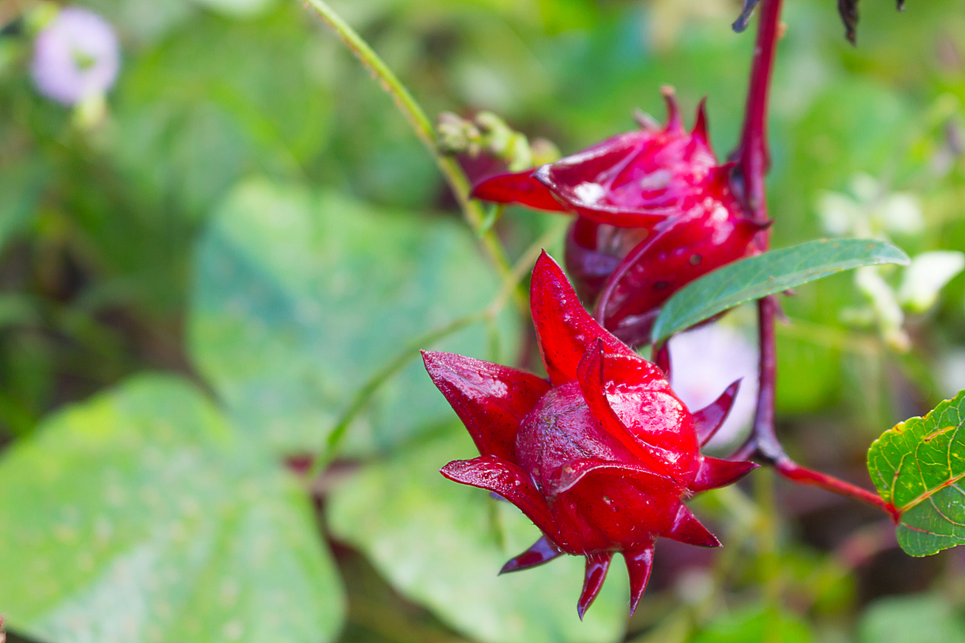 Hình dáng của hoa atiso đỏ 