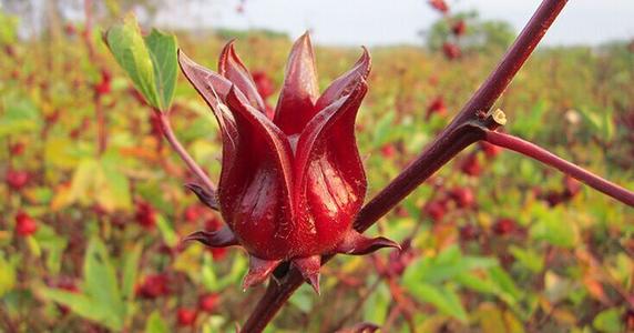 Trà hoa atiso đỏ giúp thanh nhiệt cơ thể