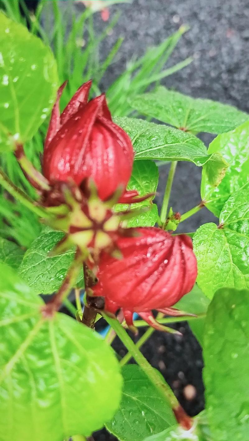 Những ai không nên sử dụng hoa atiso đỏ