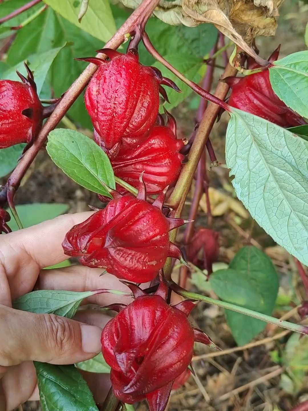 Câu cbuyện về hoa atiso đỏ