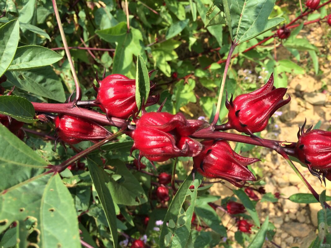 Tên hoa atiso đỏ bắt nguồn từ đâu?