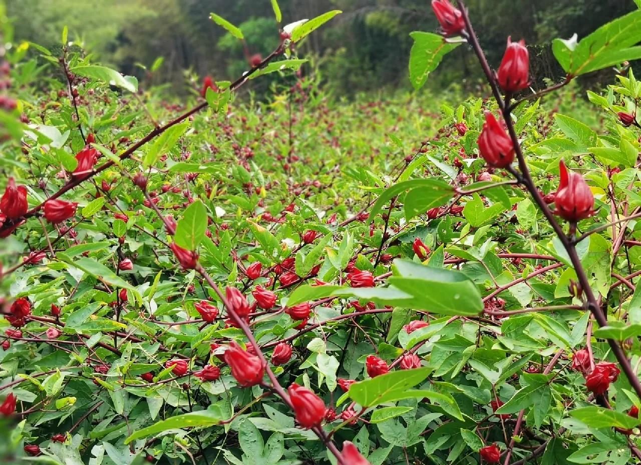 Lưu ý khi dùng trà hoa atiso đỏ