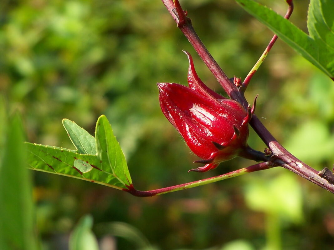 Công dụng tuyệt vời của trà hoa atiso đỏ