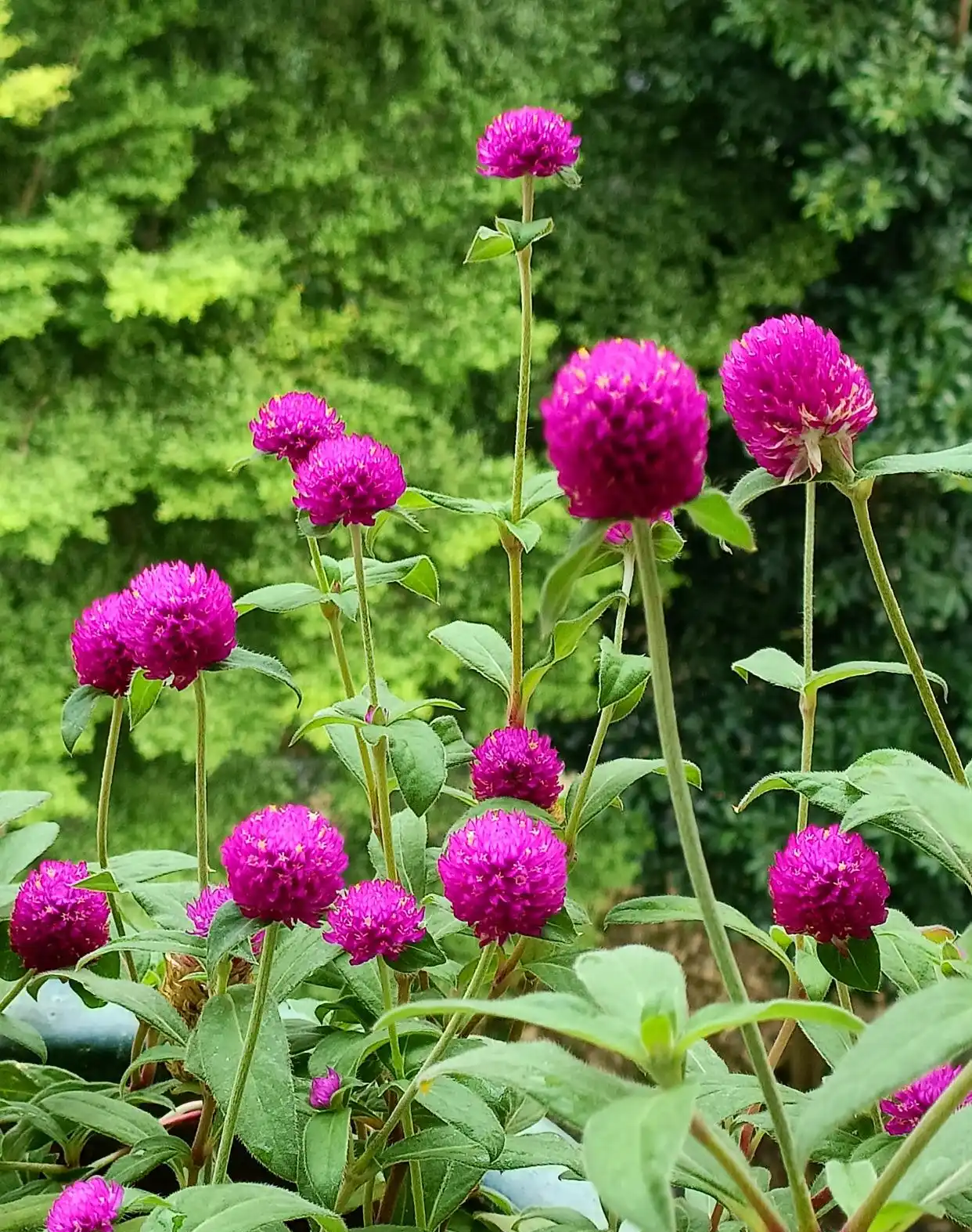 Hoa bách nhật có tác dụng hỗ trợ giấc ngủ 