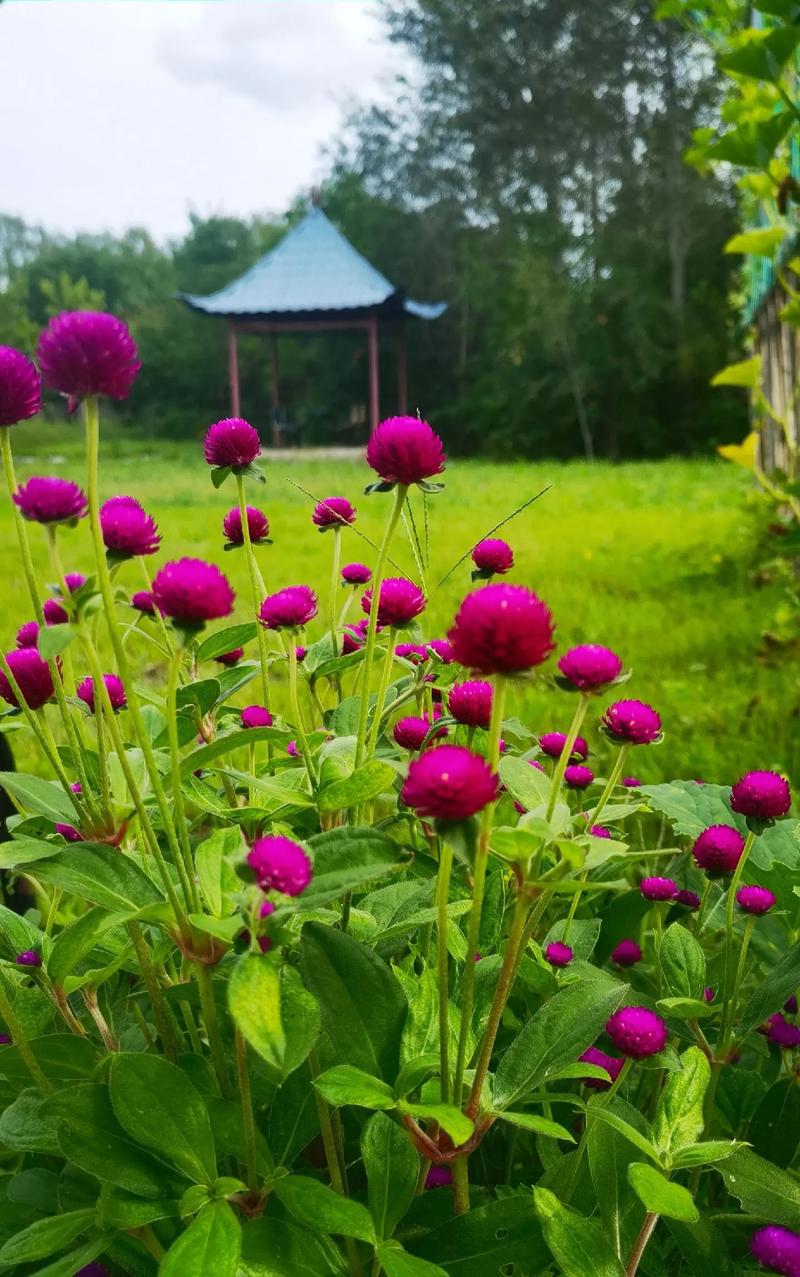 Ý nghĩa biểu tượng của hoa bách nhật