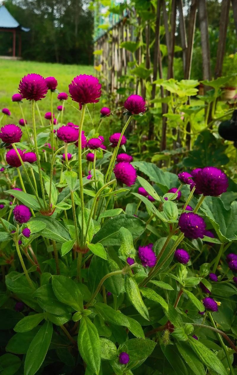 Sắc đẹp trường tồn của hoa bách nhật