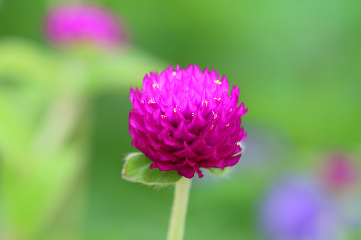 Hoa bách nhật có nguồn gốc từ đâu