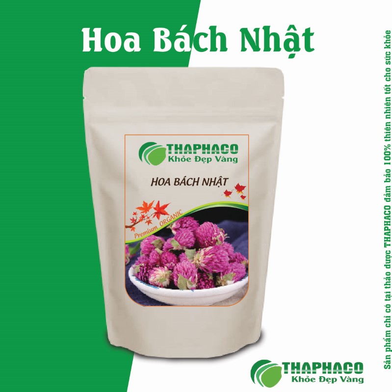 Chỗ bán hoa bách nhật giá rẻ tại TP.HCM