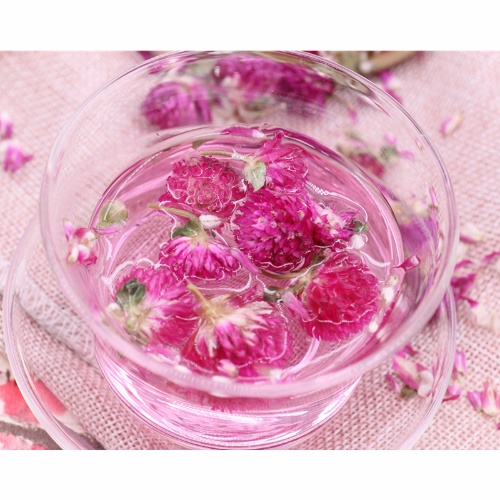 Trà hoa bách nhật ngon