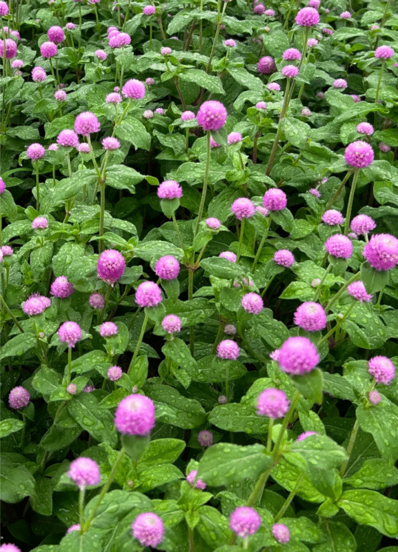 Lợi ích của hoa bách nhật có thể bạn chưa biết