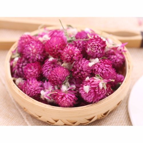 Gợi ý địa chỉ bán hoa bách nhật uy tín, chất lượng tại TP.HCM