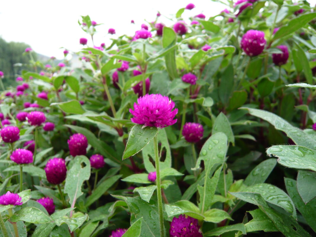 Ý nghĩa của các loại hoa bách nhật