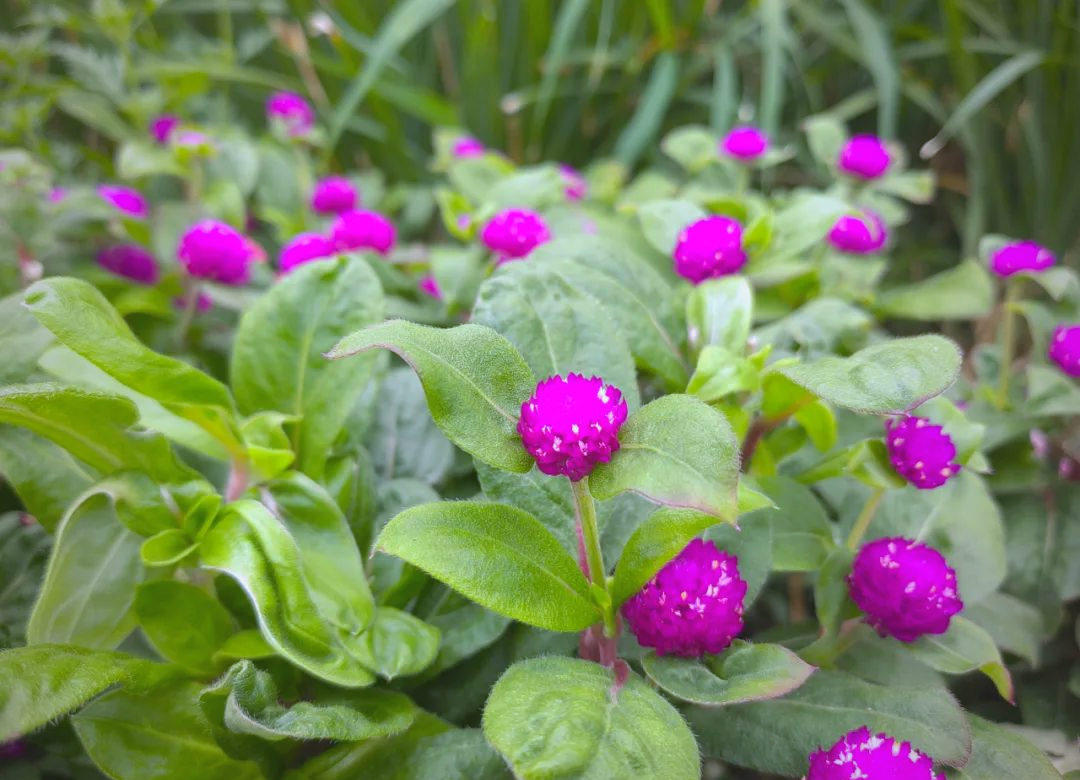 Ý nghĩa của các loại hoa bách nhật