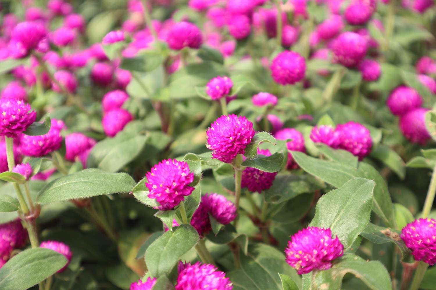 Hoa bách nhật là gì?