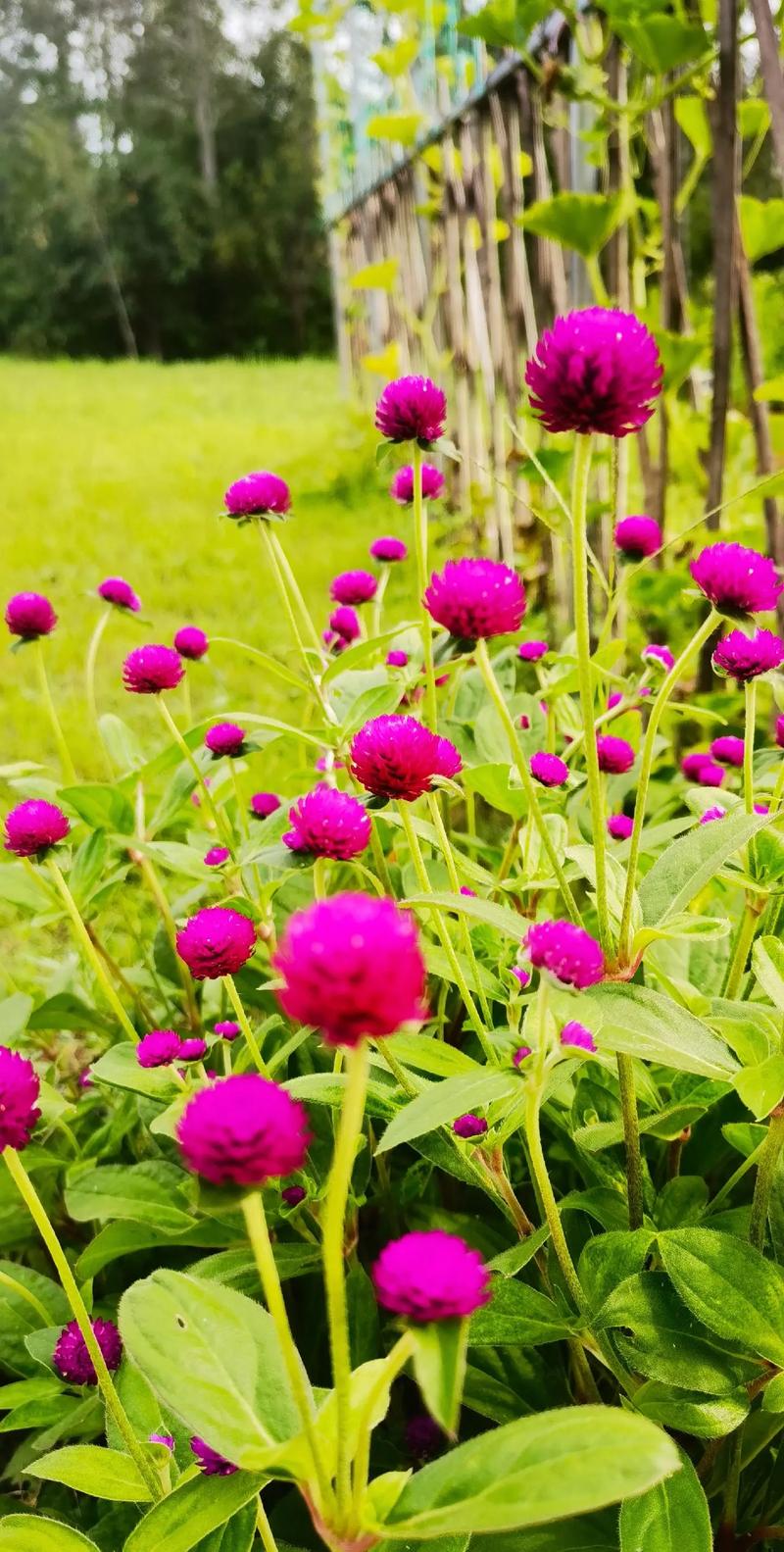 Nguồn gốc của hoa bách nhật