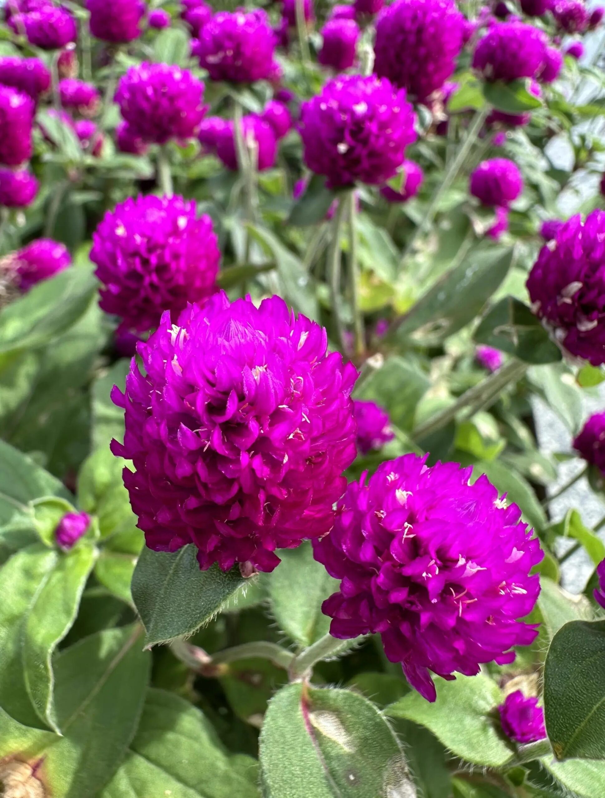 Hoa bách nhật có tác dụng tăng cường đề kháng 