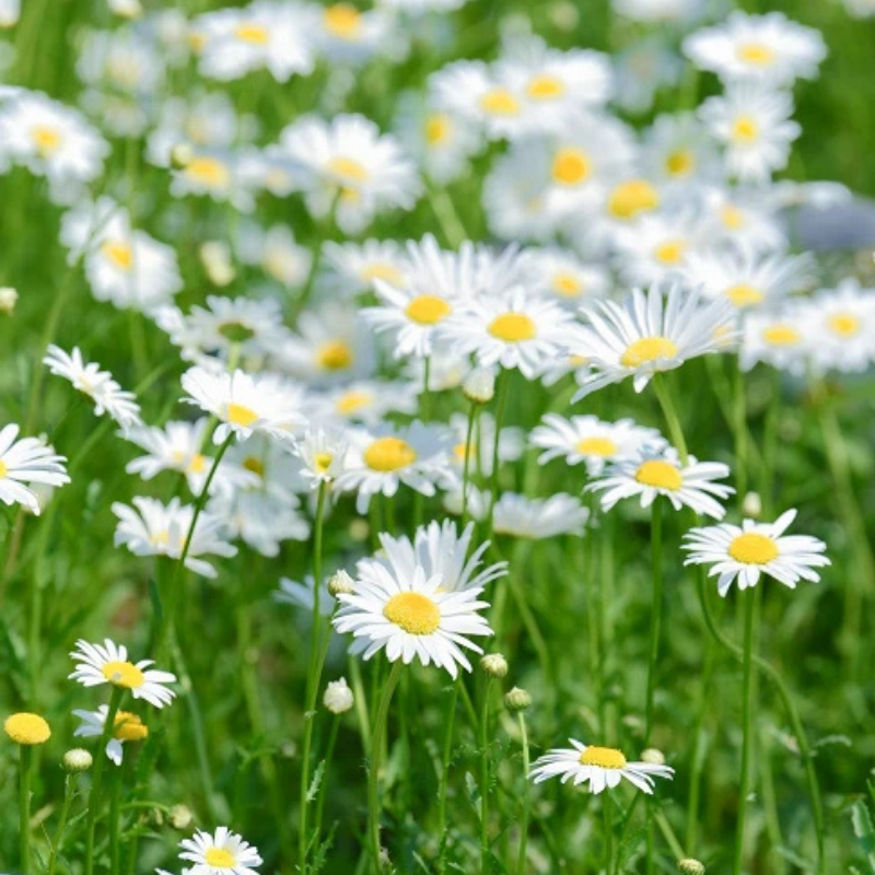 Ý nghĩa của hoa cúc trắng