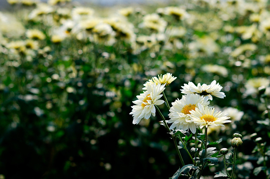 Hoa cúc trắng được trồng bằng cách nào