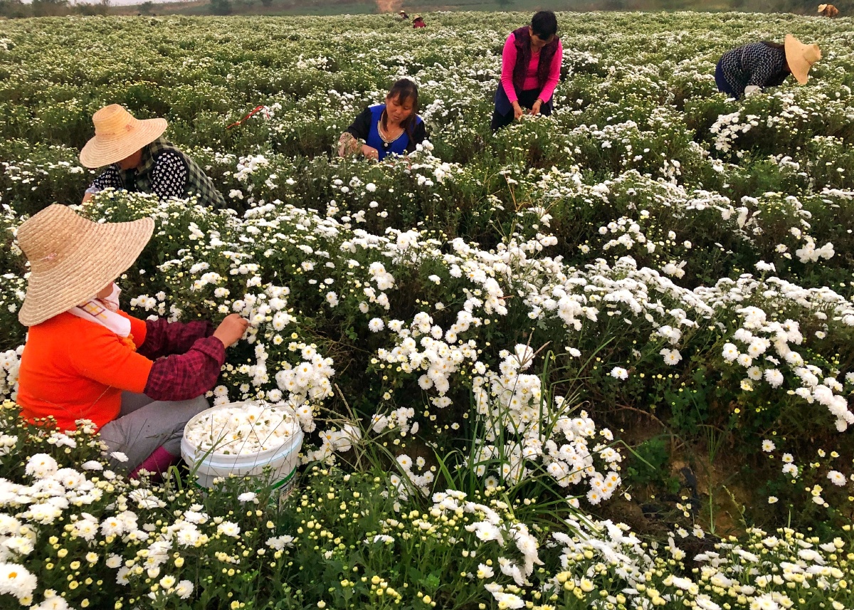 Hoa cúc trắng được trồng như thế nào?