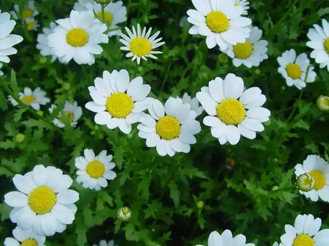 Hoa cúc trắng biểu tượng của sự thuần khiết