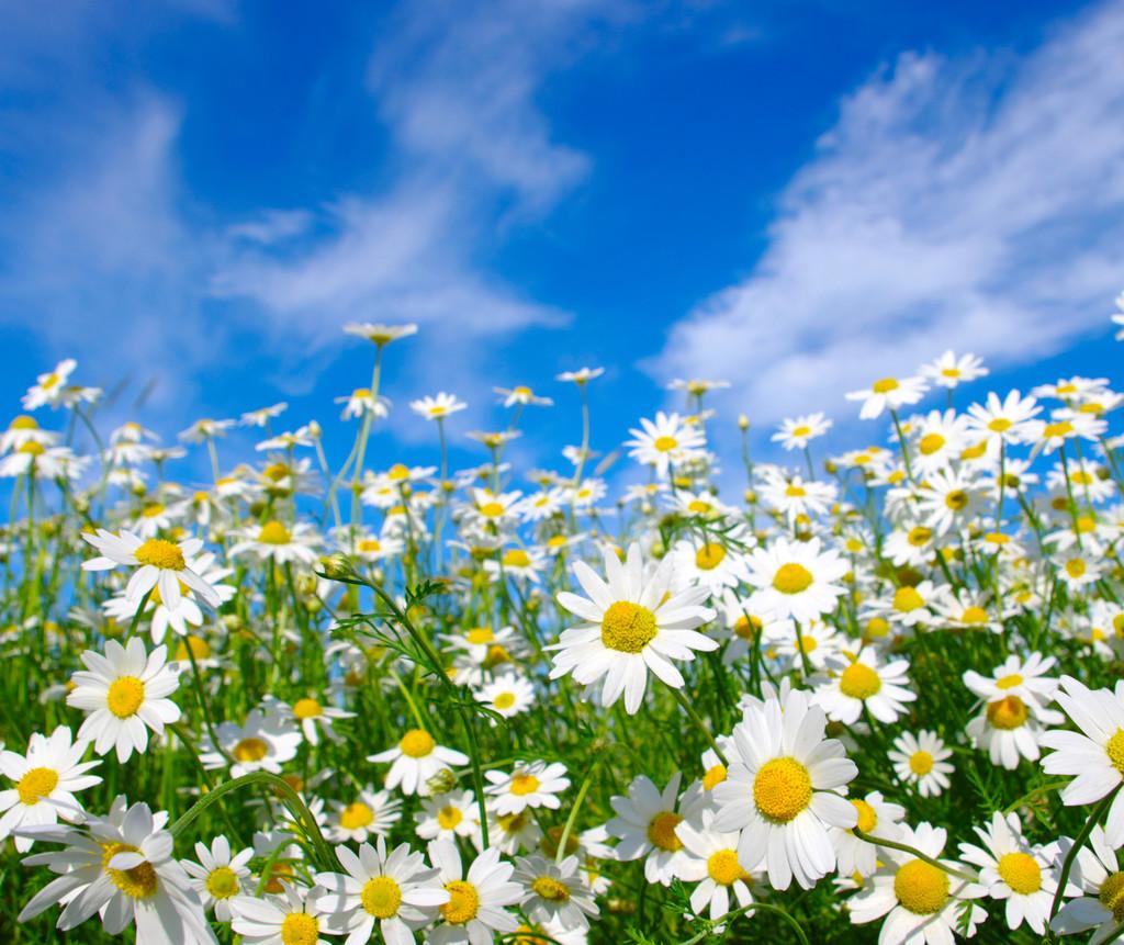 Thông điệp ẩn chứa trong mỗi bông cúc trắng 