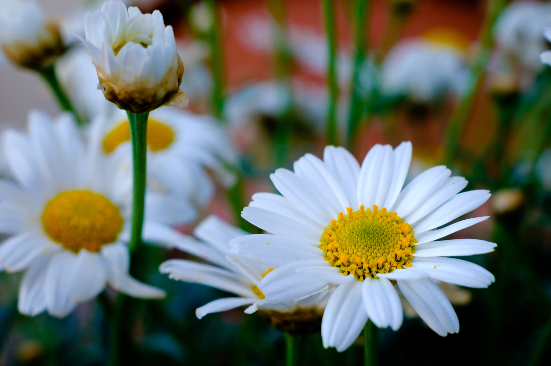 Hoa cúc trắng bình thường nhưng không tầm thường