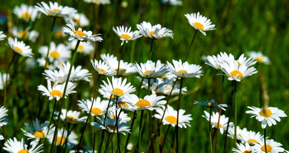 Điều kiện sinh trưởng lý tưởng của cúc trắng