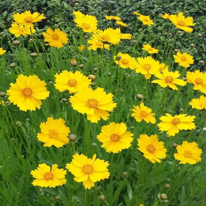 Trồng hoa cúc vào tháng mấy để kịp tết