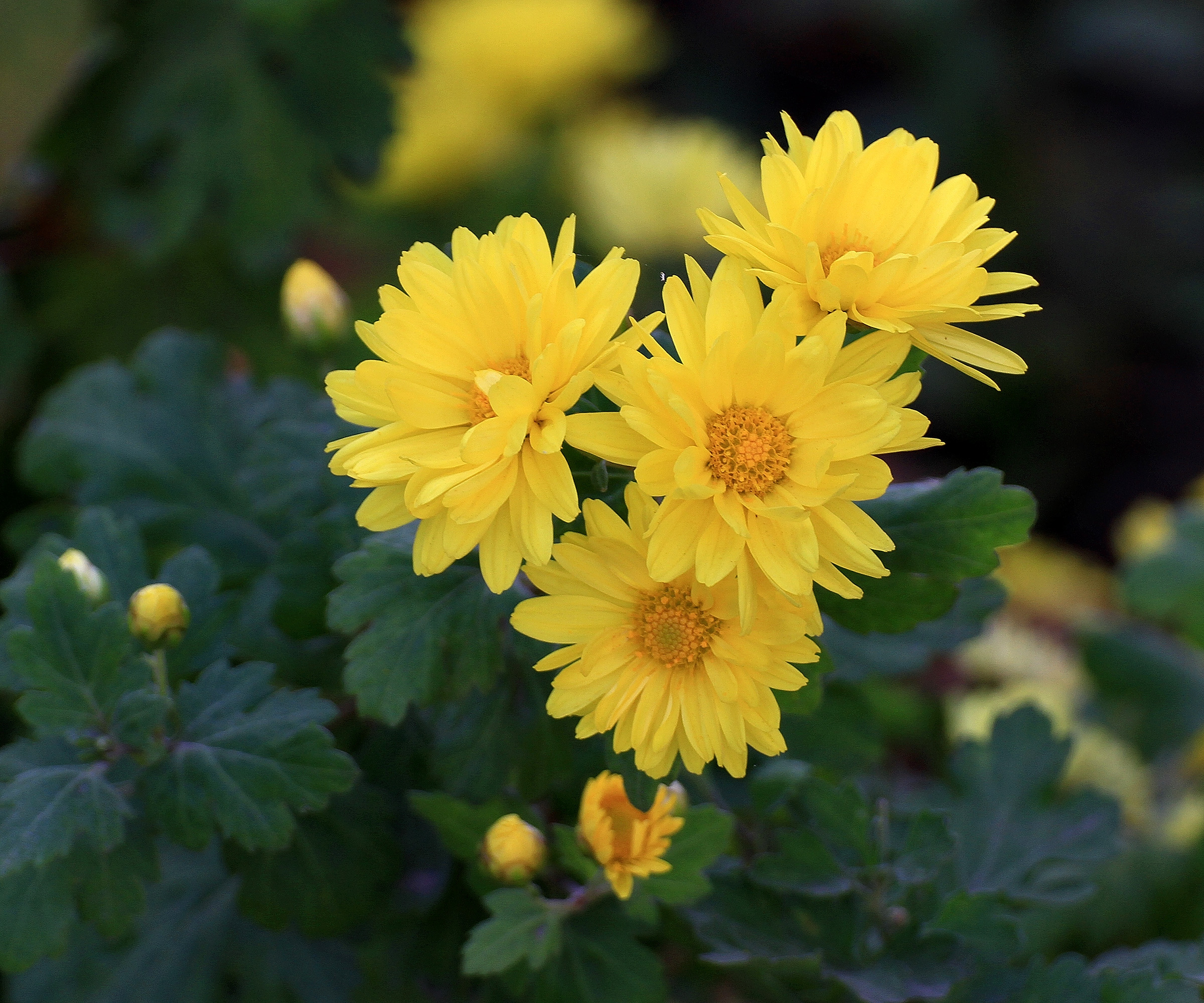 Hoa cúc vàng ngày tết 2026