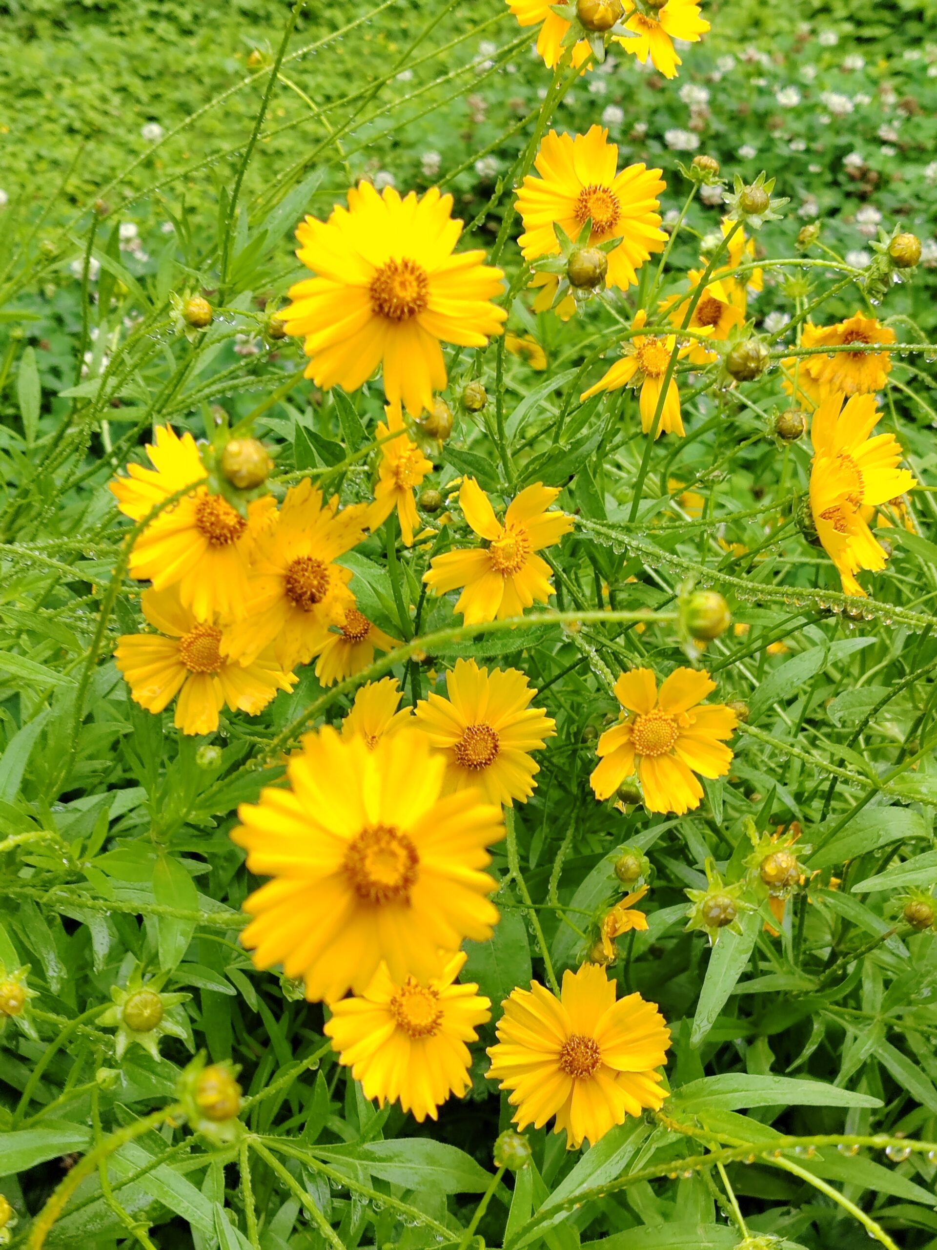 Hoa cúc vàng nở rộ vào mỗi dịp tết