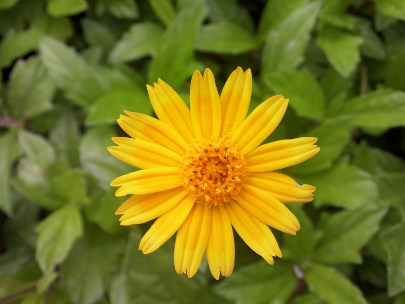 Trồng hoa cúc vào tháng mấy thì kịp tết